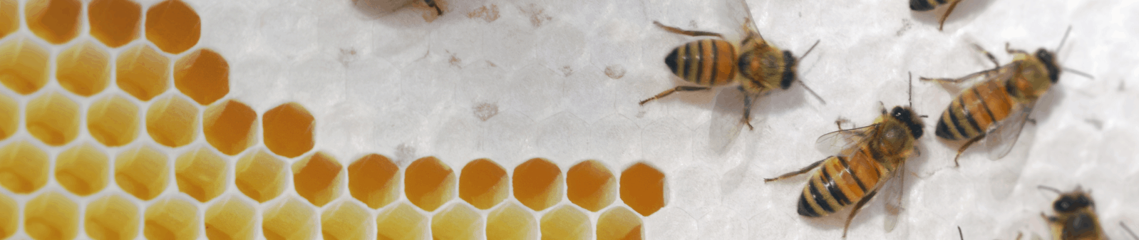 Mehiläiset työskentelemässä hunajakennojen kanssa, luonnollinen ja puhdas hunajatuote.