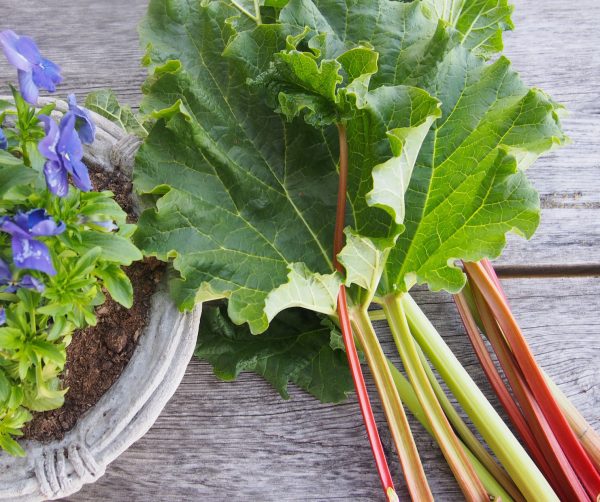 Hunajainen SAM -primöörit, jotka tarjoavat luonnollista makua ja terveellisiä vaihtoehtoja puutarhas.