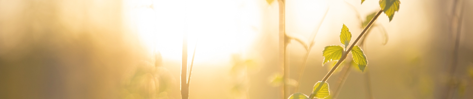 Hunajainen SAM - Luonnollinen suomalainen hunaja.